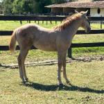 LOTE 015 - NOME A ESCOLHER