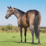 LOTE 003 - INNICTA FLY JAY OFV