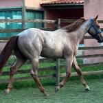 LOTE 009 - PRINCESS JAY KEYS