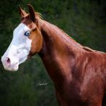 LOTE 003 - GUN MJ BOY Z