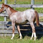 LOTE 009 - WHIZ LITTLE CHOICE