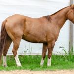 LOTE 016 - CALIBRE ESM DA PPMP