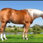 LOTE 010 - BIG SHINER