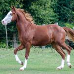 LOTE 003 - GUN MJ BOY Z