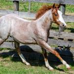 LOTE 009 - WHIZ LITTLE CHOICE