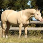 LOTE 007 - WHITE IN EXCESS DAN