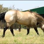 LOTE 012 - JUST IN HOLLYGUN QR