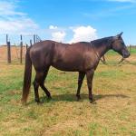 LOTE 004 - CACAU ROXA HS2