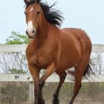 LOTE 008 - WV CASH MAN EAS