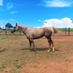 LOTE 003 - JENNY FRENCHMANS JAY