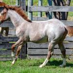 LOTE 009 - WHIZ LITTLE CHOICE