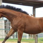 LOTE 029 - TORNADO ONE GUN