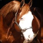 LOTE -200 - SMART CHIC DUNIT (Coberturas)