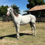 LOTE 009 - HIGH BELLA MG2