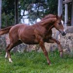 LOTE 016 - LEO JAZZY CAT