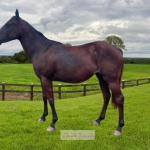 LOTE 008 - AMORA