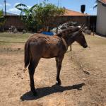 LOTE 003 - NOME A ESCOLHER
