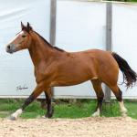 LOTE 014 - BONECA ESM DA PPMP
