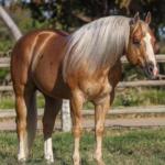 LOTE 001 - EMBRIÃO A EFETIVAR (BIG SHINER x ILP NEGRA FURACÃO)