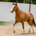 LOTE 016 - CALIBRE ESM DA PPMP