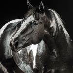 LOTE 004 - BRIGALENA RICOCHET HRM - TE