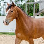 LOTE 010 - AMULETO ESM DA PPMP