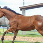 LOTE 029 - TORNADO ONE GUN
