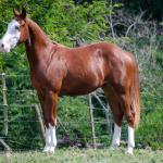 LOTE 003 - GUN MJ BOY Z