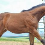 LOTE 029 - TORNADO ONE GUN