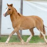LOTE 015 - APACHE ESM DA PPMP