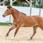 LOTE 012 - AURORA ESM DA PPMP