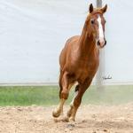 LOTE 018 - FANTASMA ESM DA PPMP