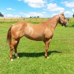 LOTE 004 - CANDY HICKORY DHL
