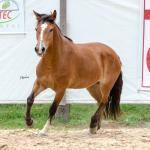LOTE 012 - AURORA ESM DA PPMP