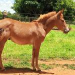 LOTE 019 - CAMPARI