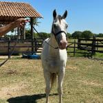 LOTE 009 - HIGH BELLA MG2