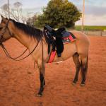 LOTE 004 - DAKOTA BARS LADY