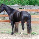 LOTE 019 - CACIQUE ESM DA PPMP