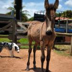 LOTE 003 - NOME A ESCOLHER