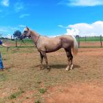LOTE 003 - JENNY FRENCHMANS JAY