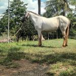 LOTE 016 - PEPITA TROUBLE JAY