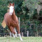 LOTE 003 - GUN MJ BOY Z