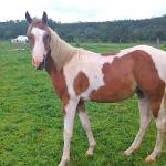 LOTE 016 - BANDIT