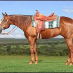 LOTE 021 - DOCTOR SQUIRE