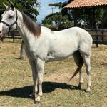 LOTE 009 - HIGH BELLA MG2