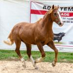 LOTE 018 - FANTASMA ESM DA PPMP