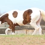LOTE 009 - SUZYE EASY TOO YBJ