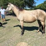 LOTE 011 - TILLY MELODYS MG2