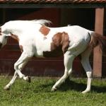 LOTE 017 - LEASE CANNONAZE RS - TE
