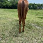 LOTE 007 - REY MAGIC ABRA CI